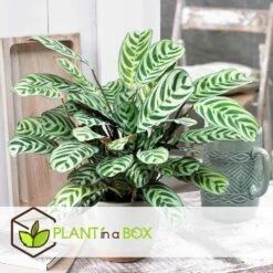 Ctenanthe 'gebedsplant' - Set Van 2 - Burle-marxii - Pot 12cm - Hoogte 25-40cm -Woonaccessoires Verkoop 1000030964 0102