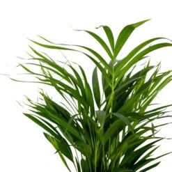 2x Dypsis Lutescens - Goudpalm - ⌀17 Cm - ↕60-70 Cm -Woonaccessoires Verkoop 1000072866 0102