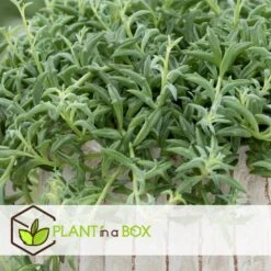 Senecio Peregrinus - Set Van 2 - Pot 12cm - Hoogte 10-20cm -Woonaccessoires Verkoop 1000081951 0103