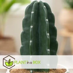 Cereus Jamacaru - Cactus "Cuddly" - Pot 18cm - Hoogte 30-35cm -Woonaccessoires Verkoop 1000082007 0103