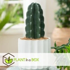 Cereus Jamacaru - Cactus "Cuddly" - Pot 18cm - Hoogte 30-35cm -Woonaccessoires Verkoop 1000082007 0104
