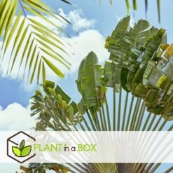 Ravenala Madagascariensis - Set Van 6 - Reizigerspalm - Pot 9cm - Hoogte 25-40cm -Woonaccessoires Verkoop 1000087973 0103