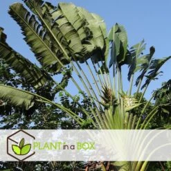 Ravenala Madagascariensis - Set Van 6 - Reizigerspalm - Pot 9cm - Hoogte 25-40cm -Woonaccessoires Verkoop 1000087973 0104