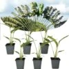 Ravenala Madagascariensis - Set Van 6 - Reizigerspalm - Pot 9cm - Hoogte 25-40cm -Woonaccessoires Verkoop 1000087973