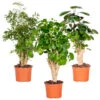 3x Polyscias Mix - Fabian - Ming - Green Lemon P12H30 2 3x Polyscias Mix - Fabian - Ming - Green Lemon P12H30 -Woonaccessoires Verkoop 1000088692